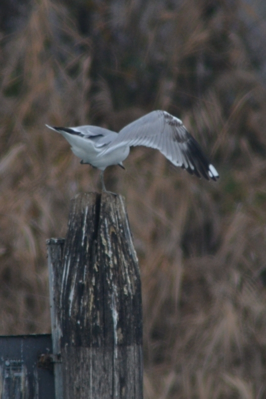 possibile gavina o giovane gabbiano reale?